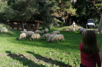 Petite transhumance du Grand Lyon : « Oh des moutons ! »