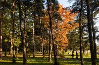 La Métropole vous offre un arbre pour votre jardin