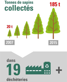 La collecte des sapins