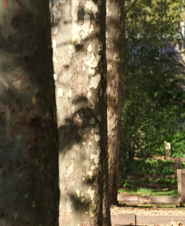 Entretien des arbres du quai Saint-Antoine à Lyon