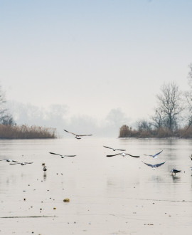 Grand Parc Miribel Jonage en Hiver