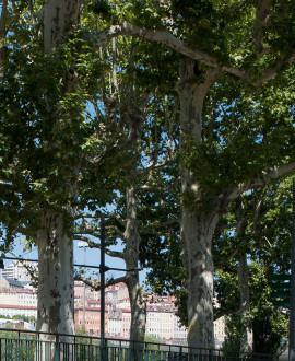 Quai Sarrail et cours d'Herbouville, la Métropole prend soin des platanes