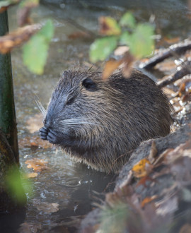 Des animations nature gratuites à Parilly et Lacroix-Laval