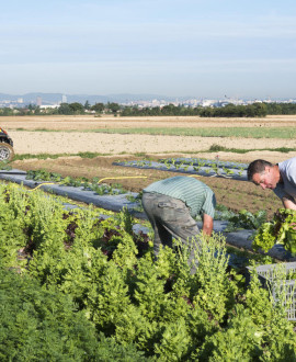 Coronavirus : une plateforme pour acheter des produits frais locaux