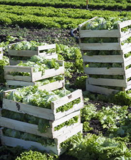 Des produits frais et locaux pour les épiceries solidaires