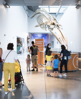 Musée des Confluences, théâtres Lugdunum : le public est de retour !