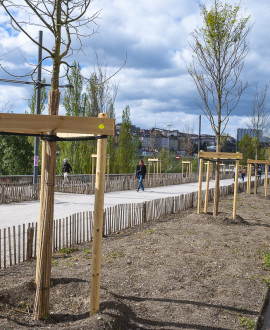 Bienvenue aux nouveaux habitants du quai Sarrail : des arbres !