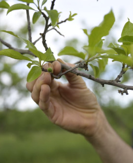 Des aides pour l'agriculture et une meilleure alimentation