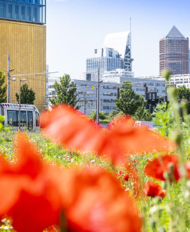 Une soirée 'Nature en ville' pour échanger sur la biodiversité