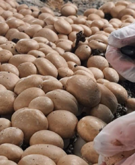 Cycloponics exploite une champignonnière en sous-sol