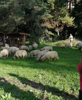 Petite transhumance du Grand Lyon : « Oh des moutons ! »
