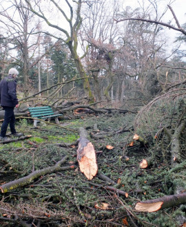 Parc de Parilly, repenser la plantation 