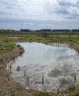 Plaine aux œdicnèmes : la nature à la place du béton