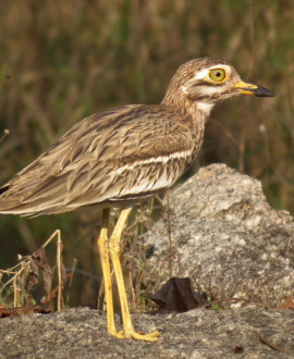 Œdicnème criard : un oiseau sous haute protection