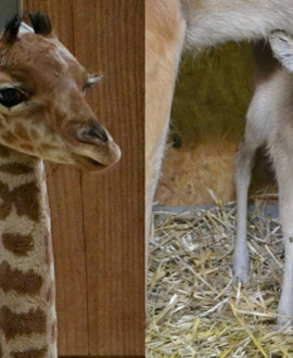 Naissances au zoo de Lyon