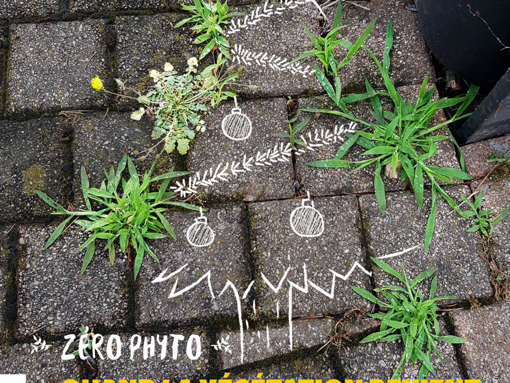 Zéro phyto : place aux herbes folles alliées