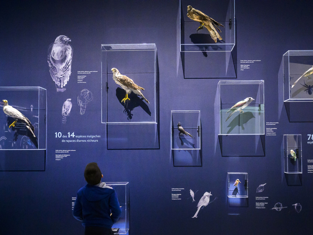 Musée des Confluences : voyage en terre malgache avec Makay