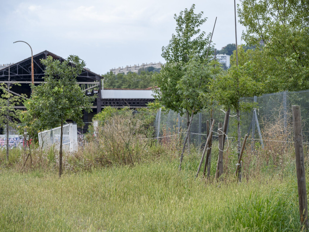 À Confluence, des plantations pour lutter contre la chaleur