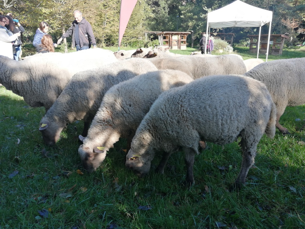 Petite transhumance du Grand Lyon : « Oh des moutons ! »