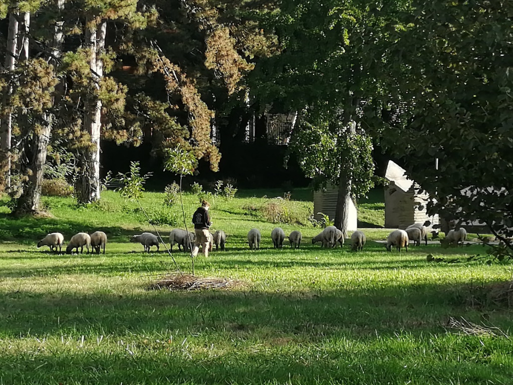 Petite transhumance du Grand Lyon : « Oh des moutons ! »