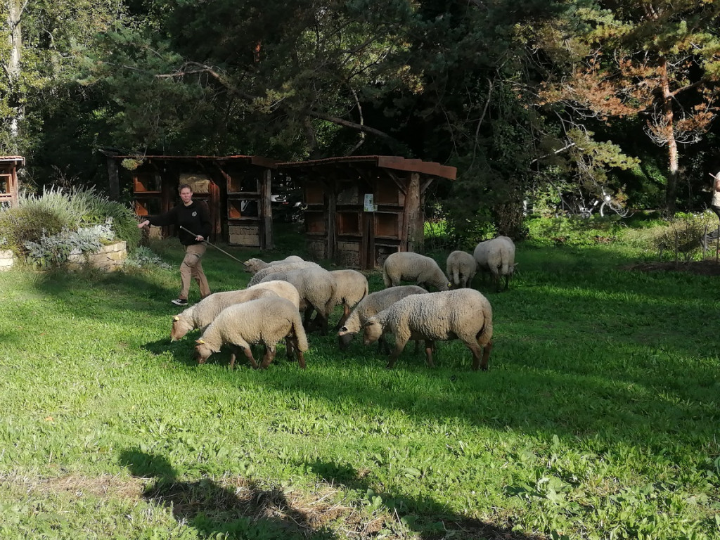 Petite transhumance du Grand Lyon : « Oh des moutons ! »