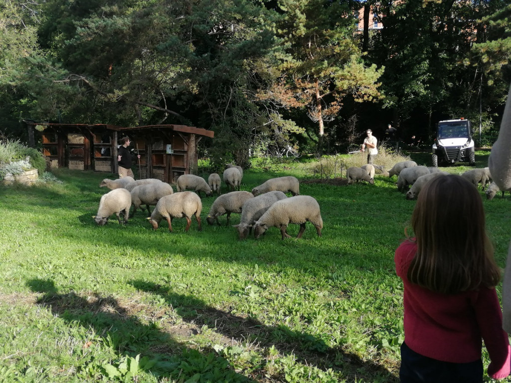 Petite transhumance du Grand Lyon : « Oh des moutons ! »