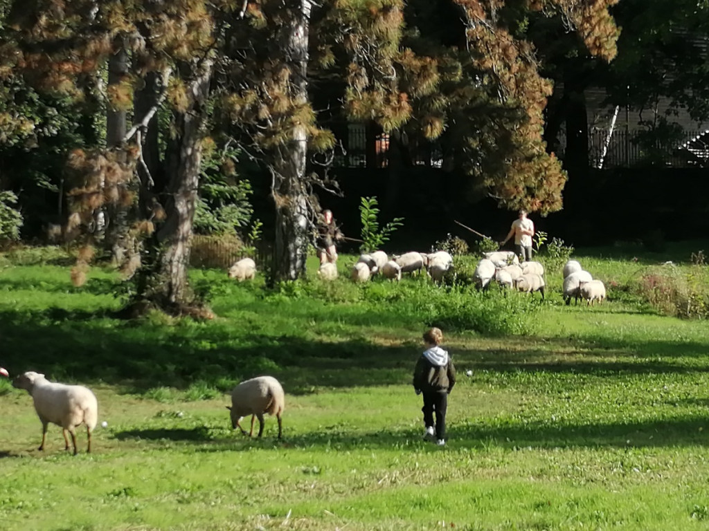 Petite transhumance du Grand Lyon : « Oh des moutons ! »