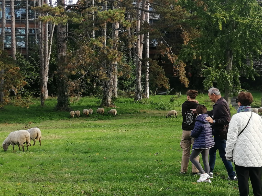 Petite transhumance du Grand Lyon : « Oh des moutons ! »