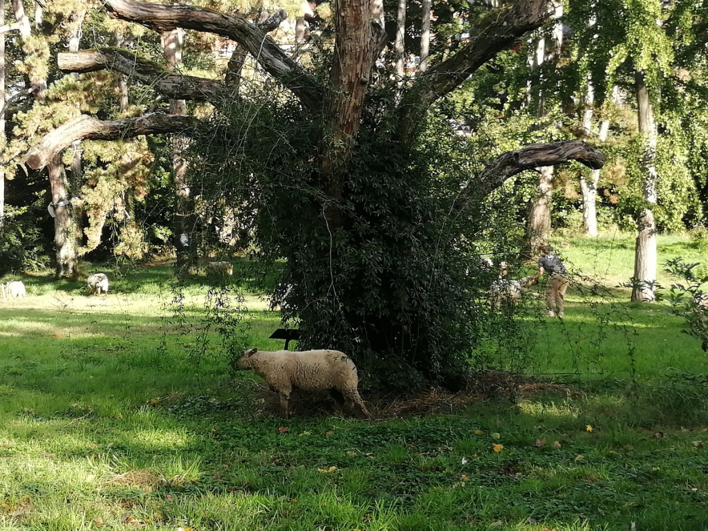 Petite transhumance du Grand Lyon : « Oh des moutons ! »