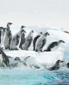 [Prolongation] Antarctica, l'exposition givrée du musée des Confluences