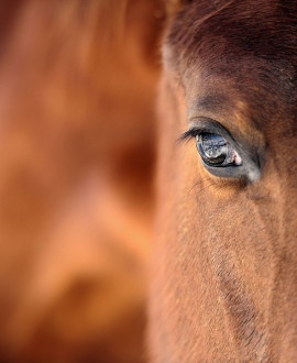 Equita Lyon 2016 : 5 jours pour célébrer le cheval