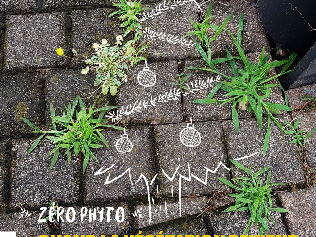 Zéro phyto : place aux herbes folles alliées
