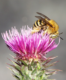Protégeons les insectes pollinisateurs