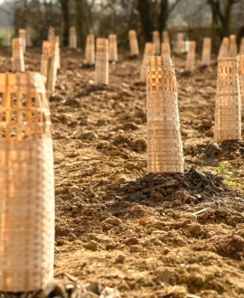 Plantation d'une première forêt urbaine à Saint-Priest