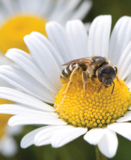 Les abeilles sauvages prennent leurs quartiers dans la Métropole