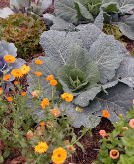 Saint-Priest : le jardin potager fait revivre des légumes disparus