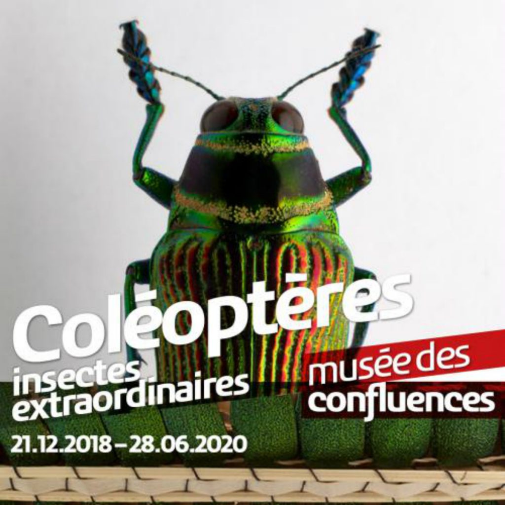 Coléoptères, exposition du musée des Confluences 