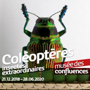 Coléoptères, exposition du musée des Confluences