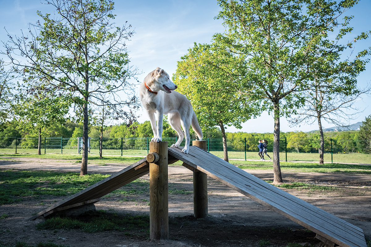 un chien est en haut d'un obstacle sur un parcours d'agility dans un parc