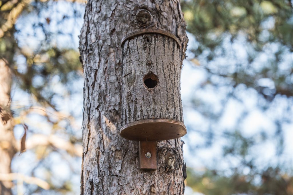 un nichoire à mésanges est installé sur un arbre